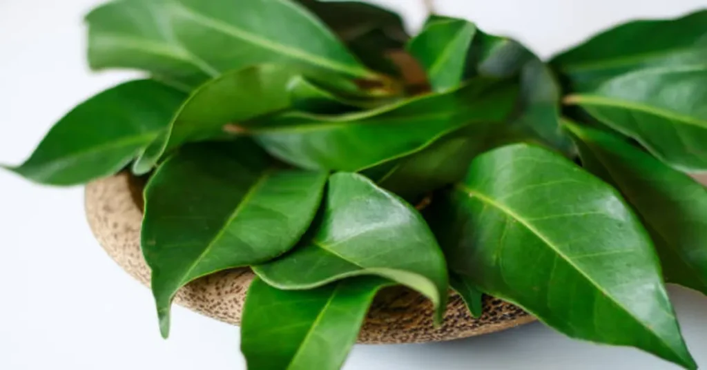 Leaves Soursop