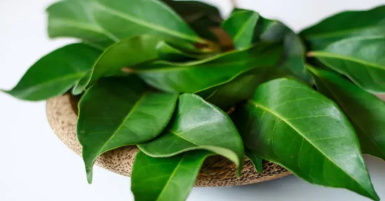 Leaves Soursop