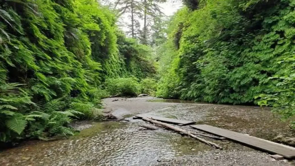 Fern Canyon Loop Trail Guide: Permits, Tips & What to Know