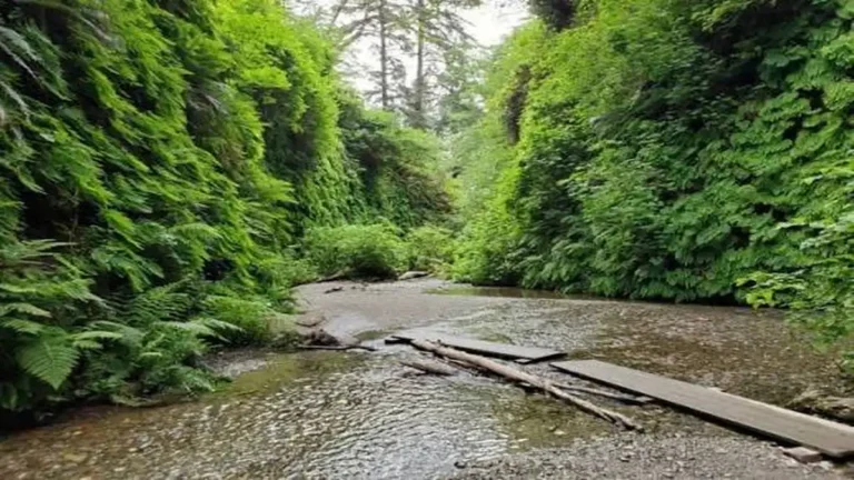 Fern Canyon Loop Trail Guide: Permits, Tips & What to Know
