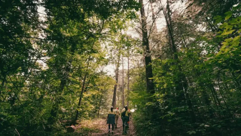 Best Hiking Trails in Georgia: 15 Trails Worth the Drive