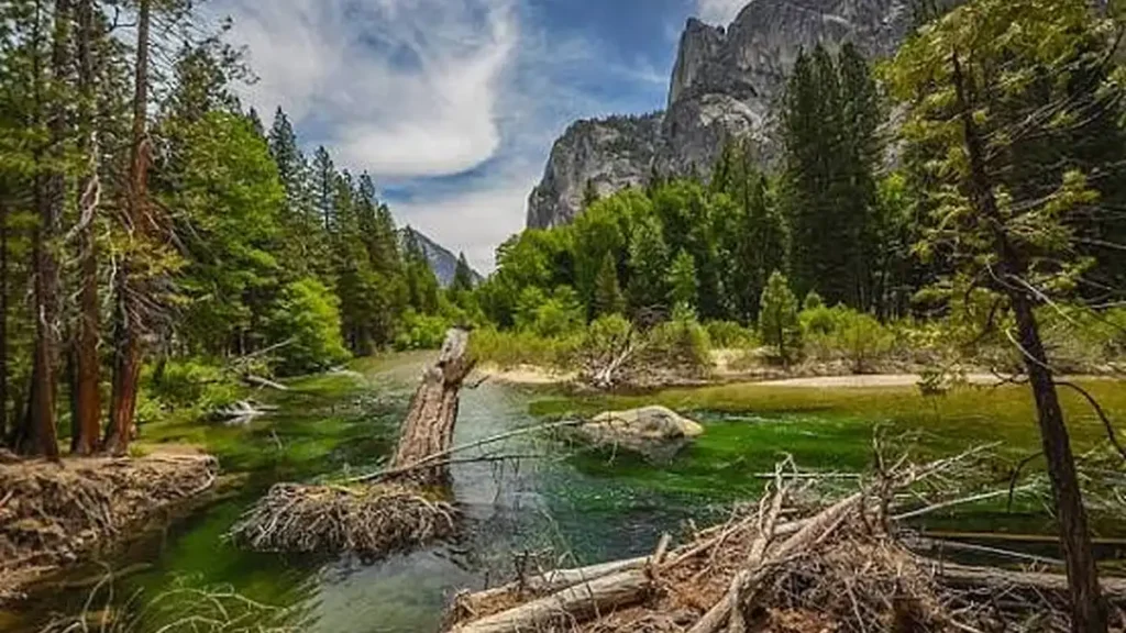 Kings Canyon National Park Guide: Hikes, Fees & Best Time