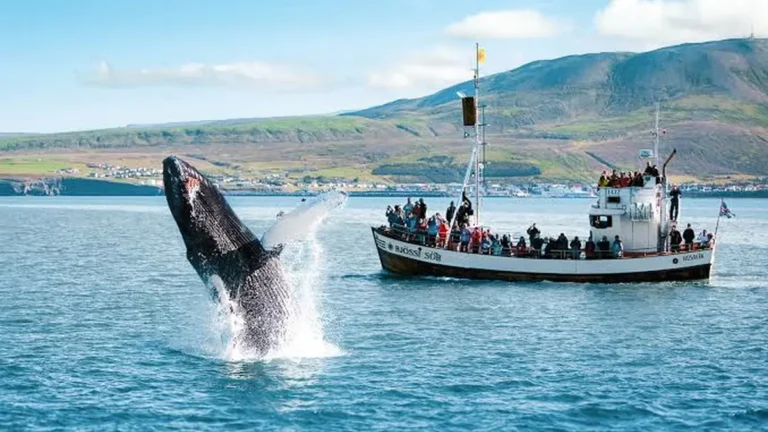Whale Watching in Bellingham: What to Know Before You Book